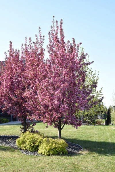 Pink Spires Flowering Crabapple Prairie Gardens