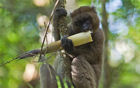 Climate Change Predicted To Be A Stealthy Killer Of Bamboo Lemurs Science