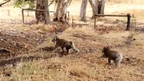 Koalas Released In Adelaide Suburb After Rescue From Bushfire