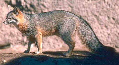 Grey Fox Fox Habitat Grey Fox Animals