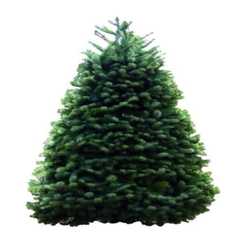 7 8 Ft Freshly Cut Live Nordmann Fir Christmas Tree 1003929293 The