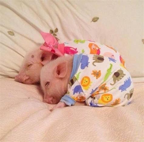 Sleepy Baby Piglets Cute Piglets Animals And Pets Funny Animals