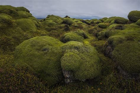 Icelandic Green Moss Eldhraun Lava Fields Stock Image Image Of