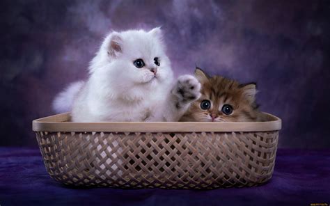 Картинки милые два котёнка в корзинке обои 2560x1600 картинка