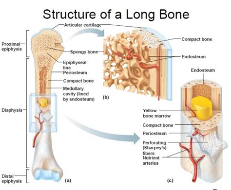 _Kalinowski, Janet | Anatomy & Physiology / 4 - Bone Tissue & Skeletal