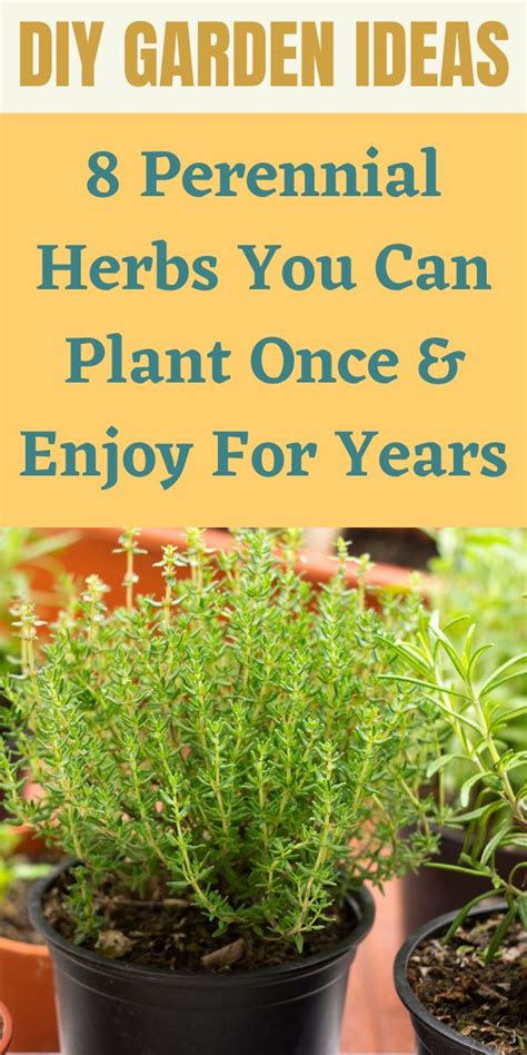 8 Perennial Herbs You Can Plant Once And Enjoy For Years Gardening Sun