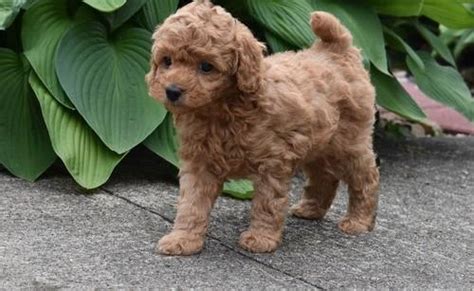Hypoglycemia or hip dysplasia, so you could react as fast as it is possible. 3 Red Toy Poodle Puppies | Bloemfontein | Public Ads ...