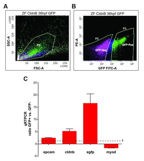 Fluorescence Activated Cell Sorting FACS Of Dissociated Cldnb Gfp