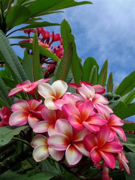 Hawaiian Plumeria Flores Bonitas Flores Exóticas Flores Inusuales