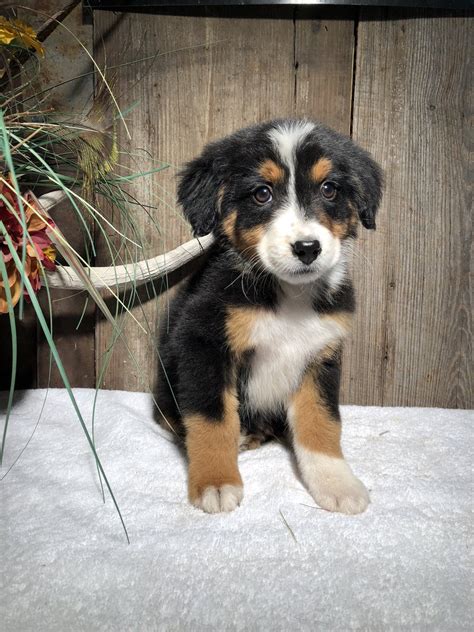 67 Bernese Mountain Dog Border Collie Mix Puppies Sale Picture