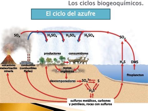 Pasos Del Ciclo Del Azufre Transferencia Energia Y Materia