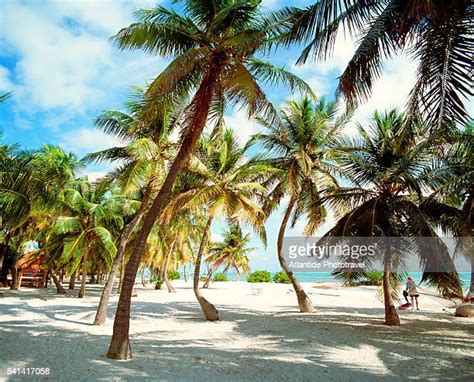 Islamorada Beach Photos And Premium High Res Pictures Getty Images