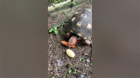 Jabuti Pode Comer Cenoura Crua