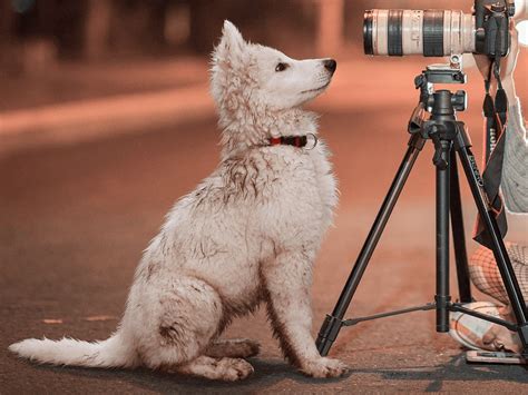 Dog Photography How Does It Work And What To Prepare Before The Shoot