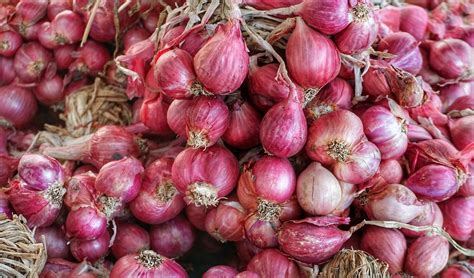 Bawang Merah Allium Cepa L Var Aggregatum Resep Masakan Enak