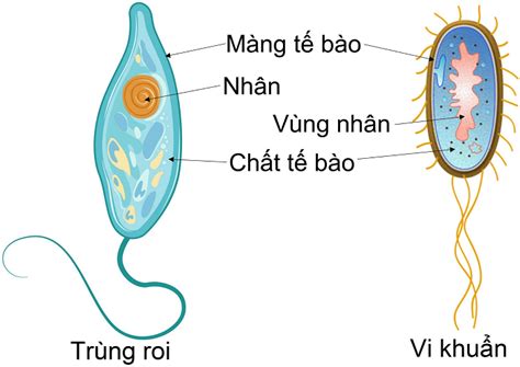 Cơ Thể Con Người Có Bao Nhiêu Tế Bào Cơ Thể đơn Bào Và đa Bào Là Gì