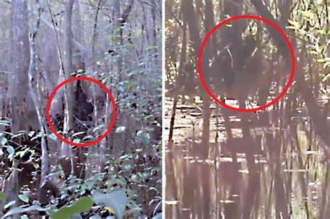 Bigfoot Caught On Camera In Compelling Video Proof Of Mystery Creature