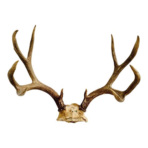 Vintage Mid Century Five Point Whitetail Deer Antlers Chairish