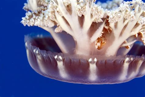 Upside Down Jellyfish Cassiopea Andromeda In The Red Sea Photograph By