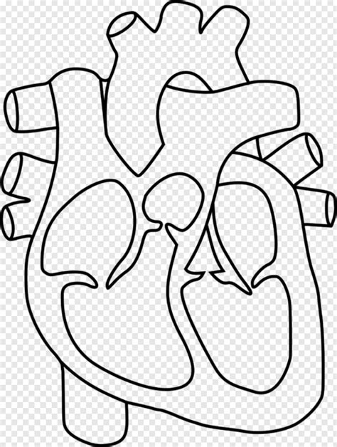 Banner Outline Human Heart Clipart Group Banner Black And White