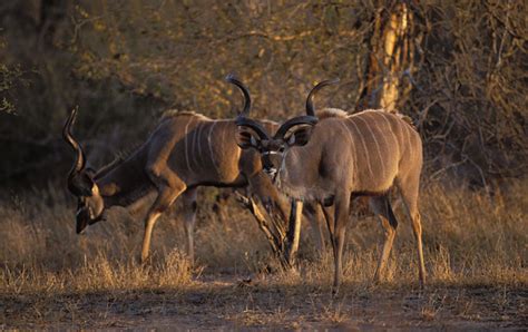 Nigel Dennis Wildlife Photography Animals By Species