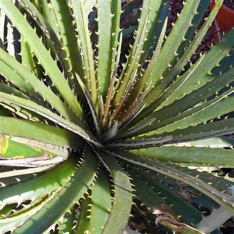 Sun gro horticulture 1410602.q08p black gold cactus mix (8 qt). Dyckia "Black Gold" - Cactus Jungle