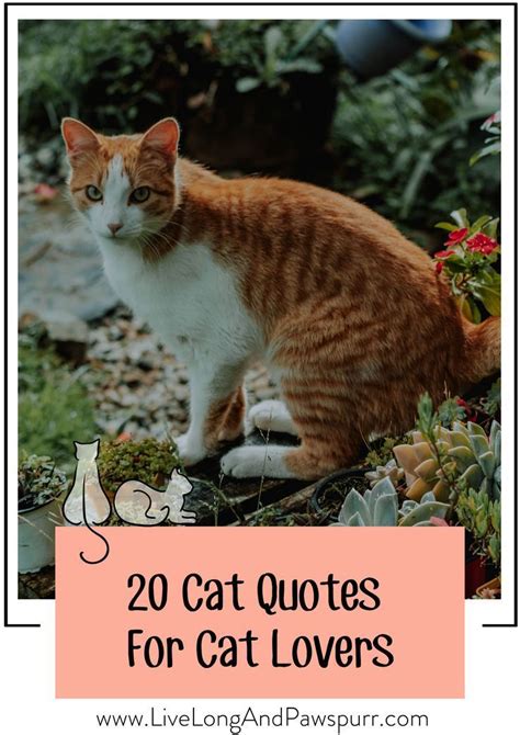 20 Cat Quotes That Will Melt Your Heart With Images
