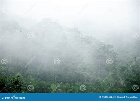 Morning Fog On The Rainy Deep Jungle Forest Stock Photo Image Of