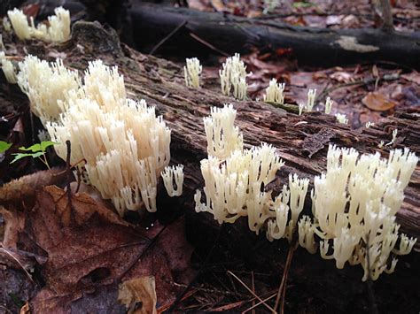 Crested Coral Mushroom Clavulina Cristata Identifying Mushrooms Wild Mushroom Hunting