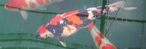 Identify Your Koi Health Problems Find Out Whats Wrong With Your Fish
