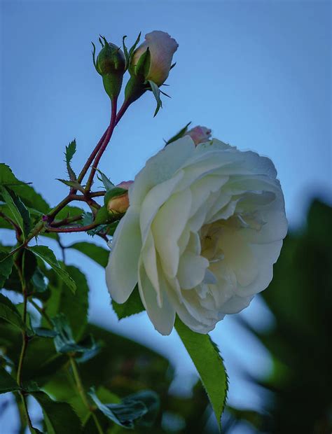 White Rose Photograph By Jane Luxton Fine Art America