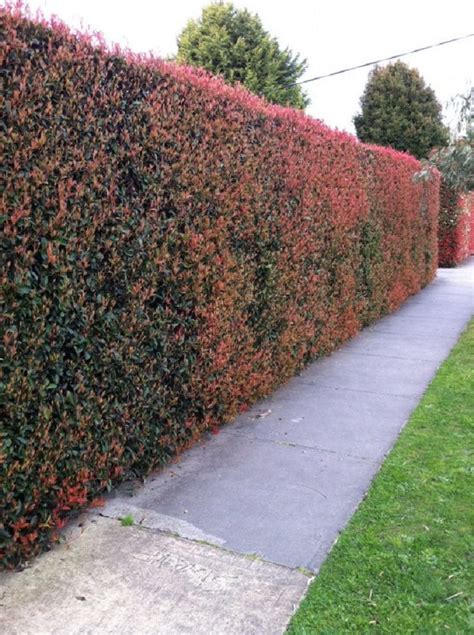 Top 10 Best Plants For Hedges And How To Plant Them Garden Hedges