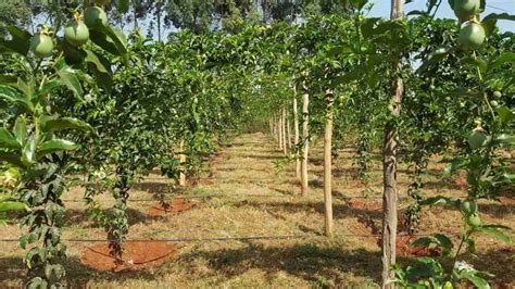 Managing Passion Fruit Farm Best Tactics For Great Passion Yields