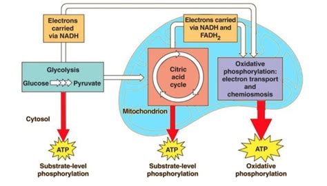 It includes glycolysis, the citric acid cycle, and electron transport. What steps are involved in the metabolism of glucose? - Quora