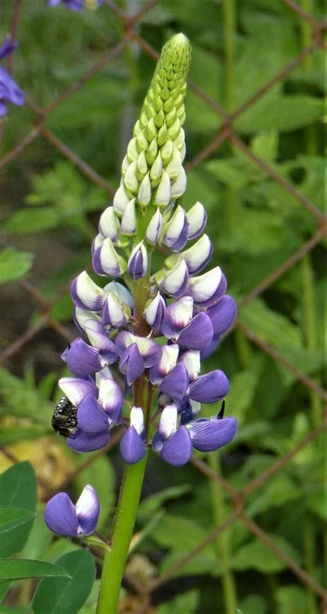Das hauptargument für lupinenkaffee ist, dass er weder koffein noch kaffeesäuren enthält. Lupinen - prächtige Kerzen im Garten
