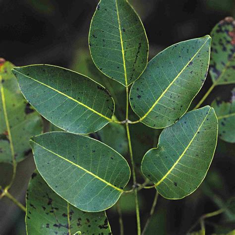 Palmate And Pinnate Compound Leaves