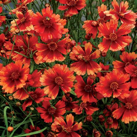 Coreopsis ‘desert Coral Coral Flowers Large Flowers Fresh Flowers