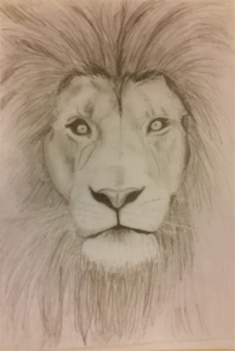 This is the third drawing in the series, a lion. simple lion sketch/drawing with pencil | Lion sketch, Lion drawing, Animal sketches