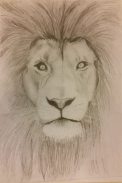 November 17, 2019 by easydrawingart. simple lion sketch/drawing with pencil | Lion sketch, Lion ...