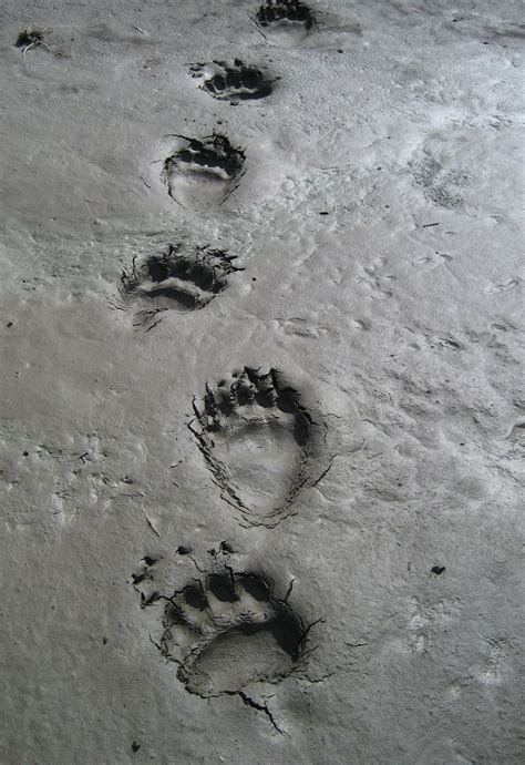 grizzly bear tracks