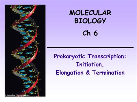 PPT Prokaryotic Transcription Initiation Elongation Termination PowerPoint Presentation