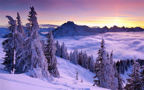 Sunrise Sunset Mountains Snow Spruce Fog Wallpapers Hd Desktop