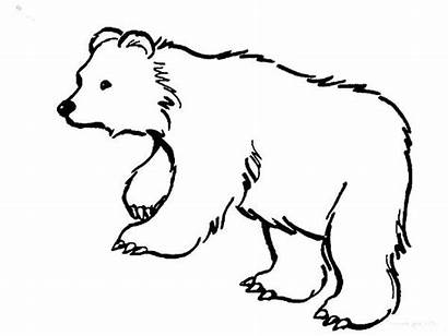 Bear Brown Coloring Pages Hungry Hairy Dangerous