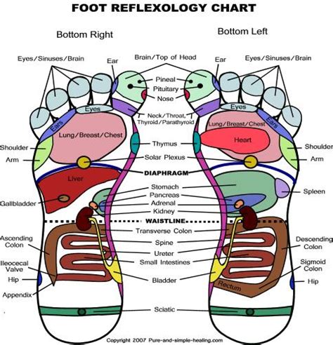 32 Free Foot Reflexology Charts Templatehub