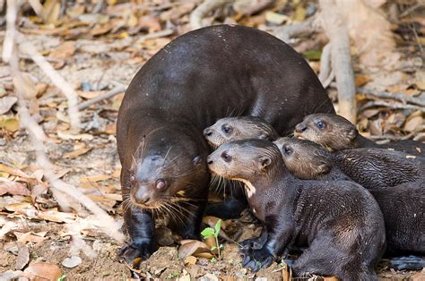 Giant Otter Pteronura Brasiliensis Photograph By Panoramic Images Pixels