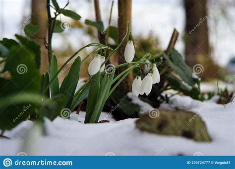 First Flowers Spring Snowdrops Flowers In The Snow Stock Image Image