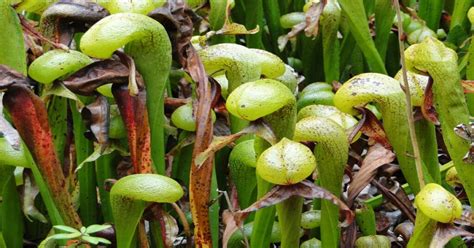 California Pitcher Plant Learn About Nature