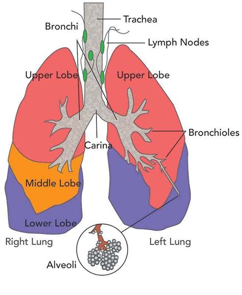 Diagram Ventilation Diagram Lungs Mydiagramonline