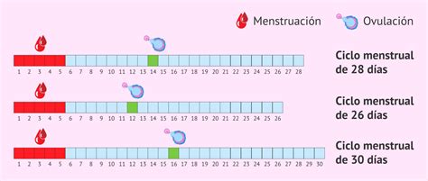 ¿cuándo Se Produce La Ovulación En Un Ciclo Menstrual