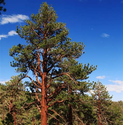Ponderosa Pine Soil The Dirt Guide
